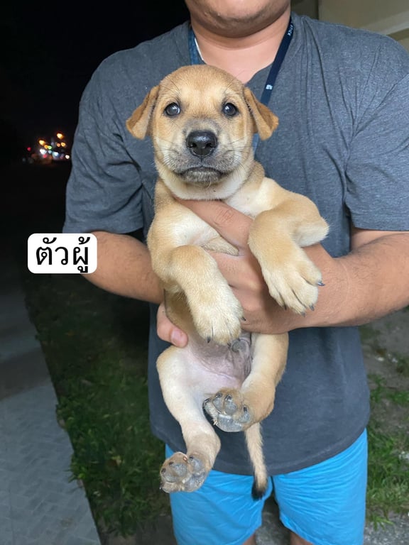 ตามหาเจ้าของหมา ตัวเมีย 2 ตัวผู้ 2