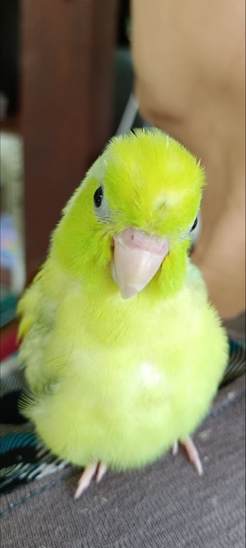 เลม่อน