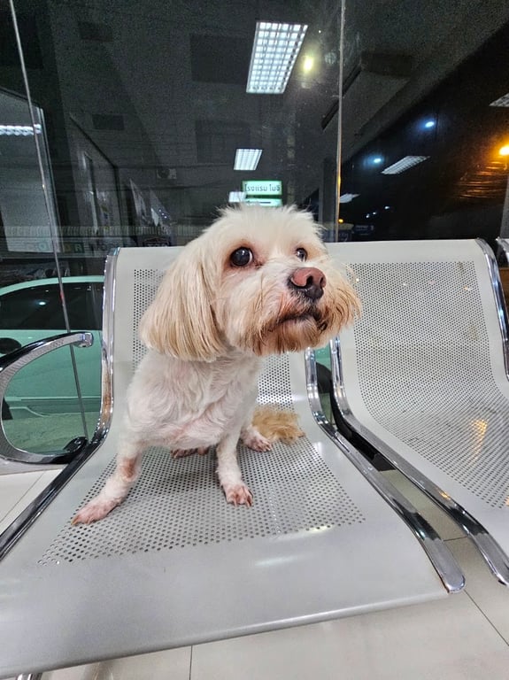 คลินิกบ้านรักสัตว์