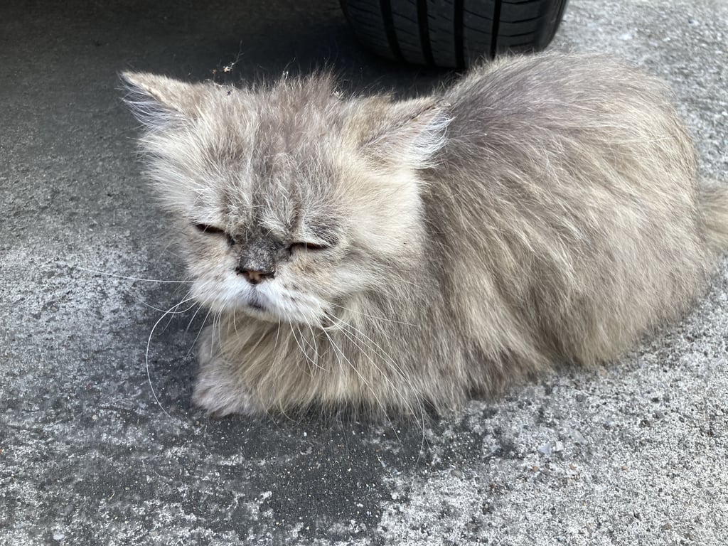 ตามหาเจ้าของแมว น้องหน้ามู่ทู่ หางยาว แต่ตอนที่พบน้องมีแผลที่หาง คล้ายถูกกัด นิสัยเชื่อง ตอนเข้าไปใกล้ไม่วิ่งหนี ไม่กลัวคน