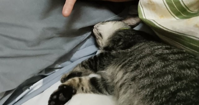 ไอ้เสือ