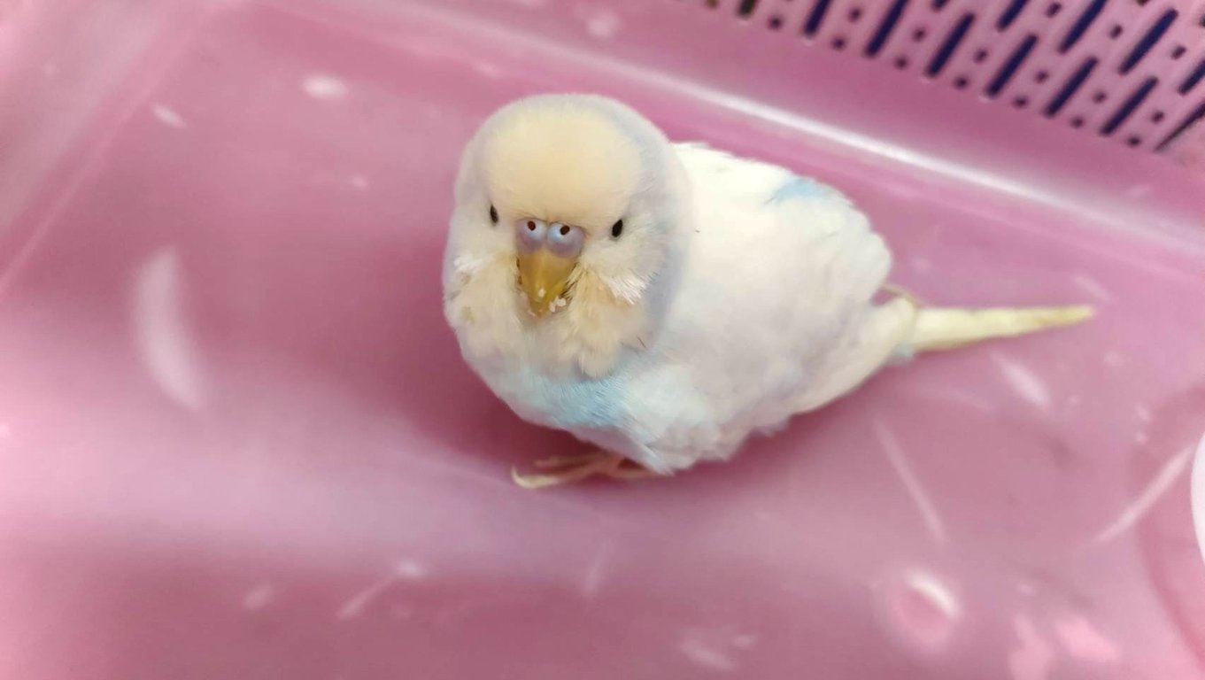 ตามหาเจ้าของนก สีขาว ฟ้าพาสเทล ไม่มีห่วงขา