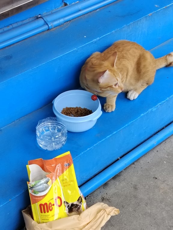 ตามหาเจ้าของแมว หลงอยู่ในโรงงานบ.ไทยเอฟเวอร์ ต.ดอนหัวฬ่อ ชลบุรี