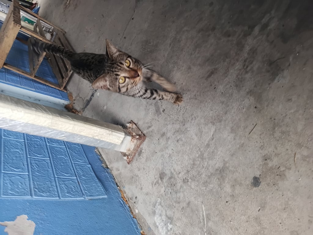 ตามหาเจ้าของแมว 