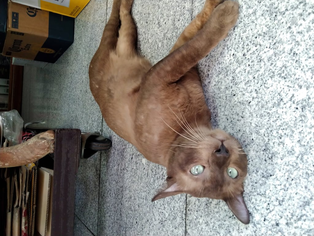 ตามหาเจ้าของแมว ตาสีฟ้า ยังไม่ทำหมั้น หางขอด