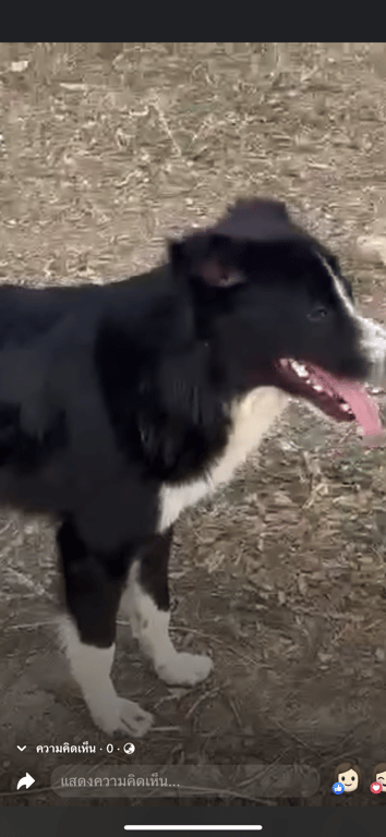 ตามหาเจ้าของหมา น้องดเชื่องมากค่ะ ต้องมีเจ้าของค่ะ เดินเข้าหาแต่คนค่ะ