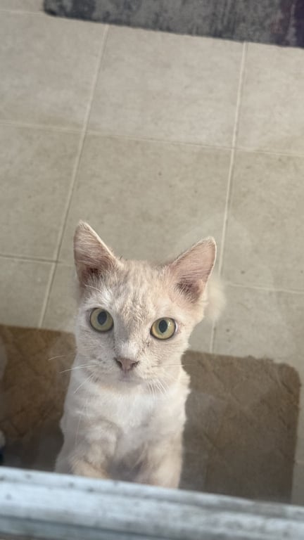 ตามหาเจ้าของแมว แมวมีบาดแผลบริเวณที่คอ และตัดขนเตียน