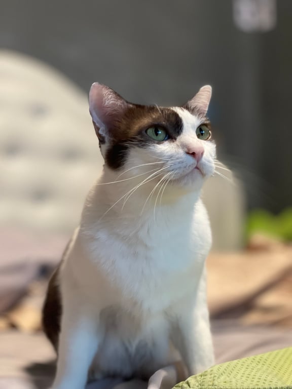 ว่าน