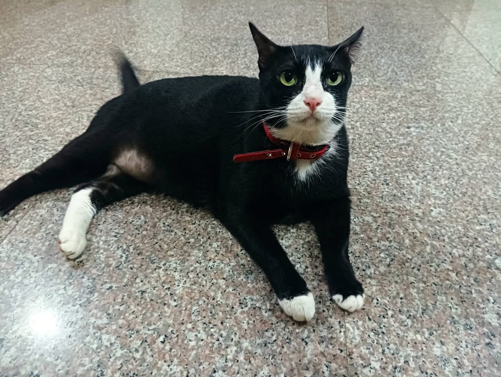 หมูกรอบ