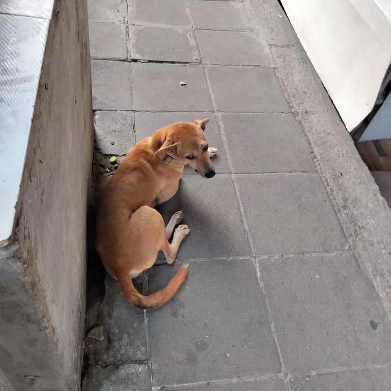 ตามหาเจ้าของหมา เมื่อก่อนเคยมาแถวสุขสวัสดิ์ 47 และพบเจอได้ที่บิ๊กซีสุขสวัสดิ์ กินยาก ถ้าไม่หิวจริงๆ จะไม่ยอมกิน เหมือนจะชอบกินตับย่าง ไม่ก็หมูย่าง แล้วเวลากินจะลีลา นอนเก่ง ถ้าเห็นหมาตัวอื่น จะเข้าไปขู่ ไปกัด แต่ไม่เคยเห็นจู่โจมคน