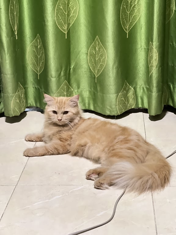 ฟองเบียร์