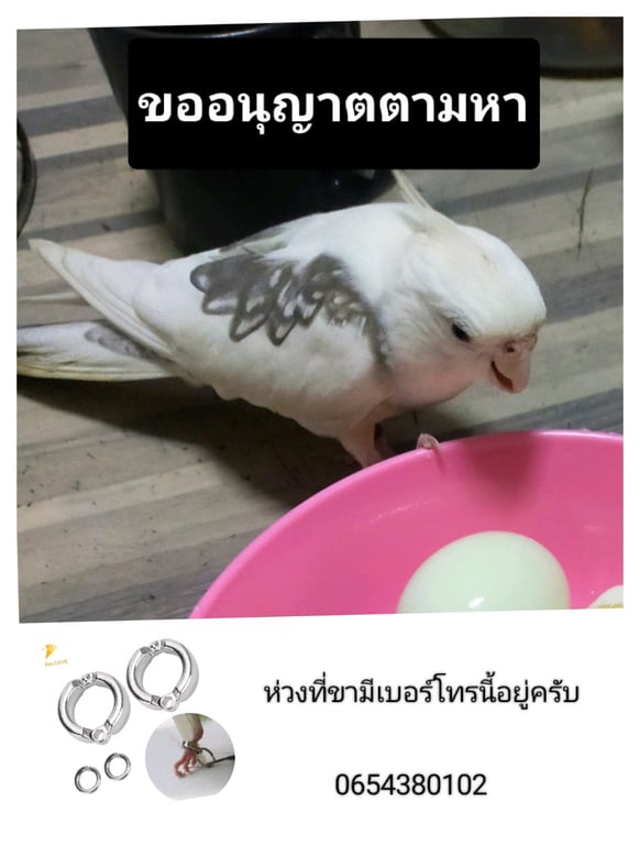 นำโชค