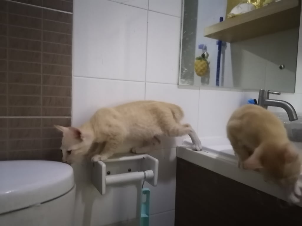 ตามหาเจ้าของแมว ลูกแมวเพศผู้​ อายุ​2เดือน​ กินอาหารเปียก-เม็ด​ เข้ากะบะทรายได้​ ติดคน​ ขี้อ้อน​ ชอบเล่น​กันคน​ เกิดวันที่​6​ ต.ค.​2565