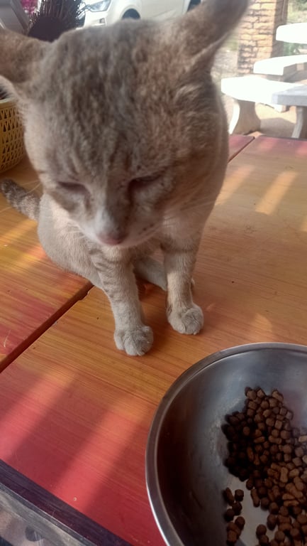 ตามหาเจ้าของแมว โทร 0941966941