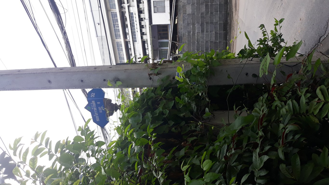 ตามหาเจ้าของหมา น้องหมาสีขาว ขนยาว น่าจะเป้นหมาพันธ์  คะ