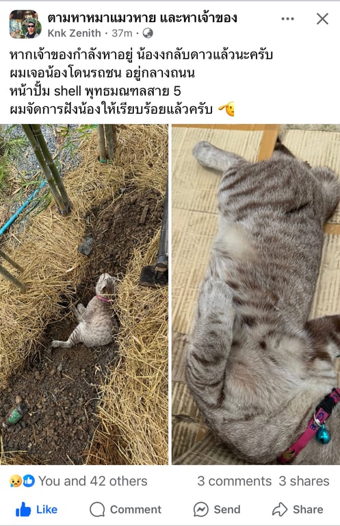 ตามหาเจ้าของแมว น้องโดนรถชนกลับดาวแมวแล้ว