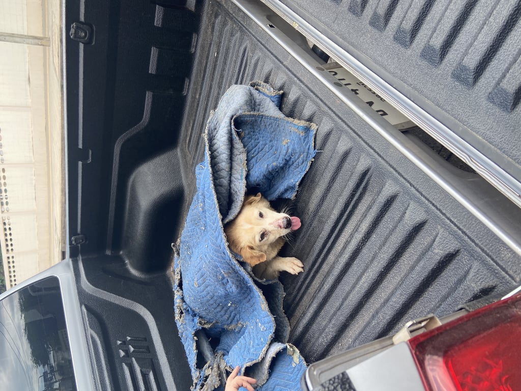 ตามหาเจ้าของหมา 