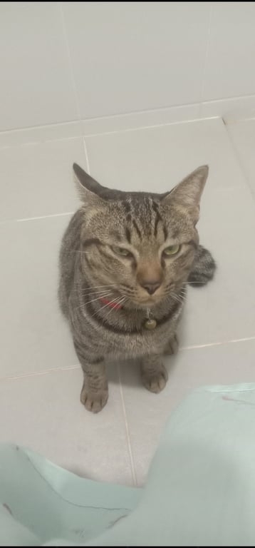 ชีโต๊ด