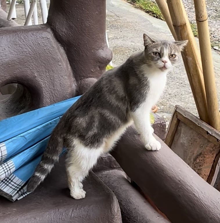 ซีเนีย