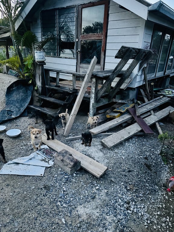 ตามหาเจ้าของหมา เป็นหมาจร น่าสงสาร