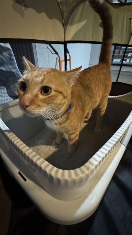 ตามหาเจ้าของแมว แมวส้ม ตัวผู้ ยังไม่ทำมั่น อายุไม่สูงมาก ชอบคน กลัวรถ ตาสีเหลือง หางสีส้ม ปลายเท้าสีขาว อกมีขาวนิดๆ แต่ส่วนมากเป็นส้ม