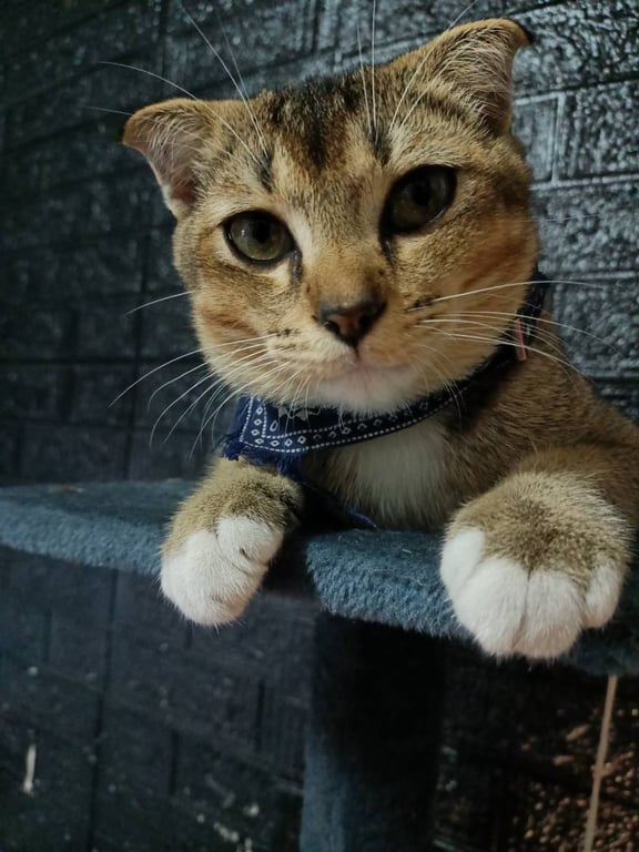 ฟาโรห์(ถังแก๊ส)