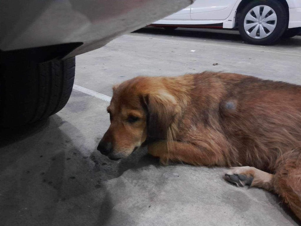 ตามหาเจ้าของหมา ตัวใหญ่ เริ่มมีแผลที่ผิวหนังค่ะ