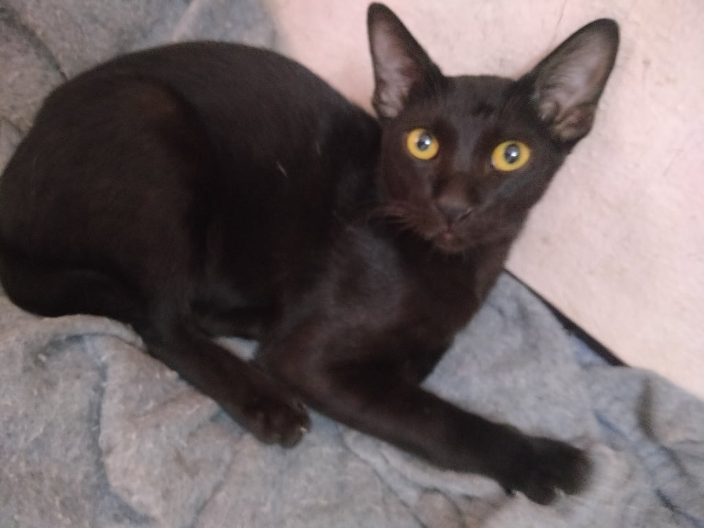 ตามหาเจ้าของแมว ย้ายจ.แลเวเอาไปดเวยไม่ได้ครับมีน้อง3ตัวครับ ฟรี เบอร์ติดต่อ 0934894699