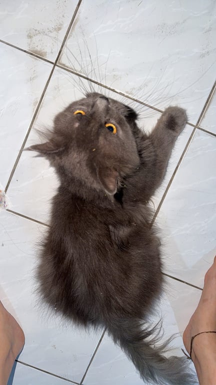 เซน