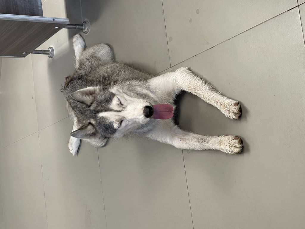 ตามหาเจ้าของหมา ตาสีฟ้า ท้องขาว ตัวเทา