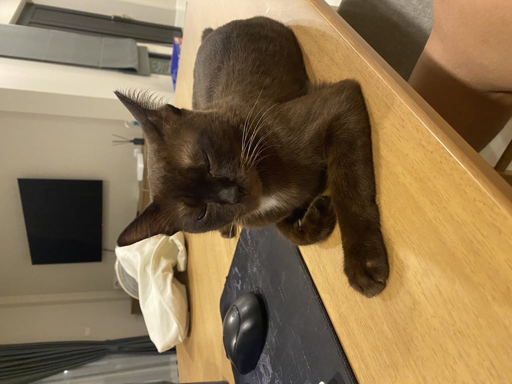 ตามหาเจ้าของแมว พบบริเวณหมู่บ้าน ใกล้กับ รพ บางกรวย