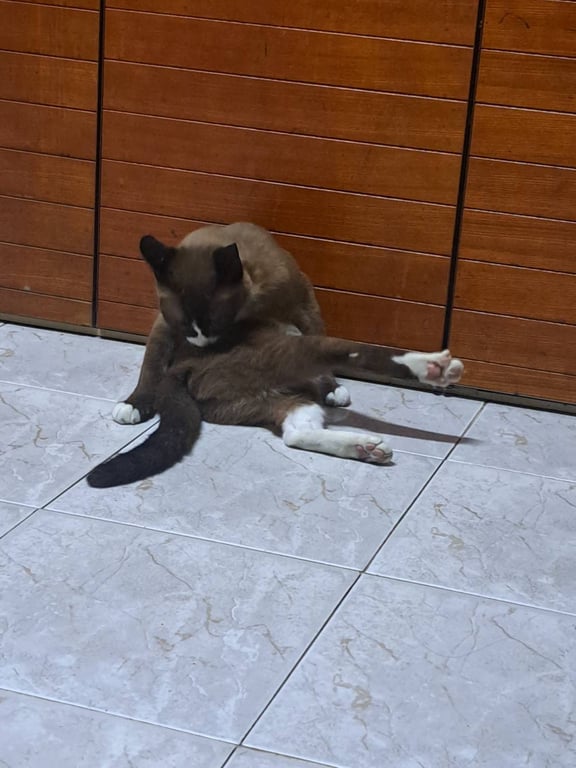 แตงโม