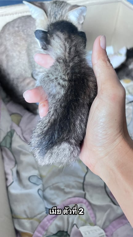 ตามหาเจ้าของแมว แม่แมวไม่ค่อยเลี้ยงค่ะ ที่หอพักเขาไม่ให้เลี้ยง เกิดวันที่ 13 มค 69
