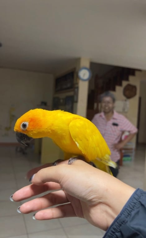 ซันนี่