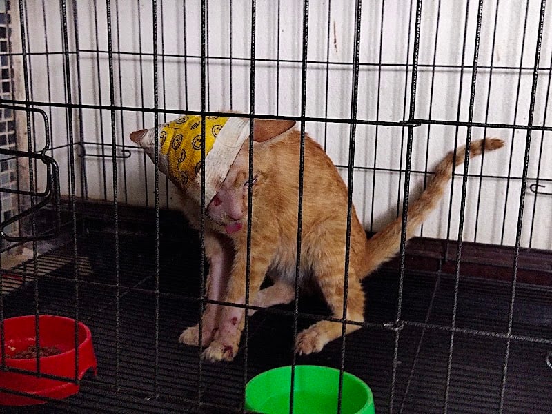 โรงพยาบาลสัตว์สูงเม่น แพร่