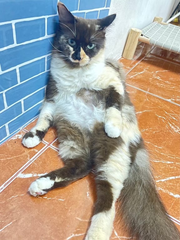ถุงเงิน