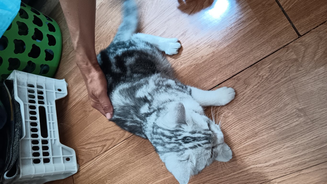 ตามหาเจ้าของแมว เจอแถวกรมชลปากเกร็ด