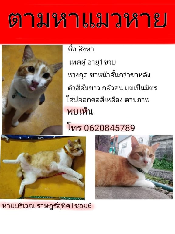 สิงหา