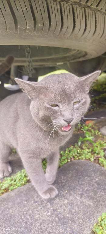 ตามหาเจ้าของแมว 