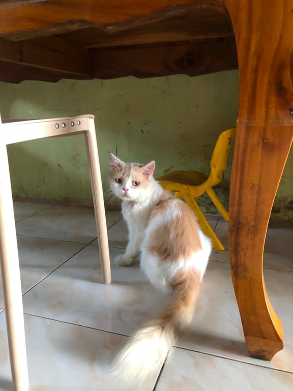 ธิเบต