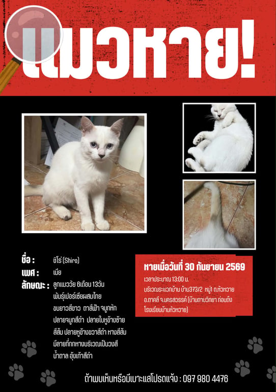 ชิโร่ (Shiro)