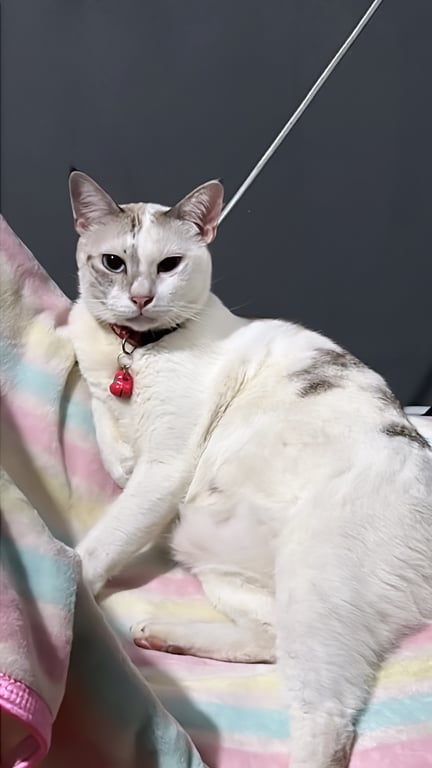 ยูกิ