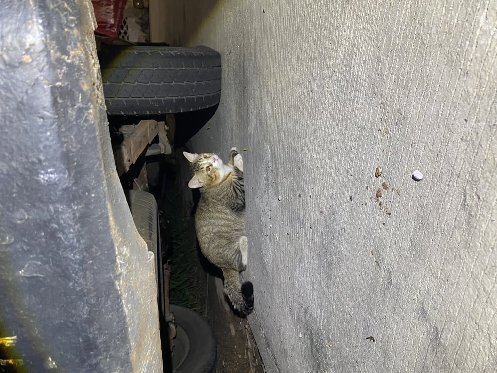 ตามหาเจ้าของแมว เจอน้องแถวแจ้งวัฒนะ4ค่ะะ น้องดูสะอาดสะอานเกินกว่สจะเป็นแมวจร เวลา00:52 1/11:68น้องเดินมาแจ้ง4แยก7นะคะ น้องไม่อุ้มตอนแรกว่าจะเก็บน้องรอหาเจ้าของแต่น้องไม่ร่วมมือ