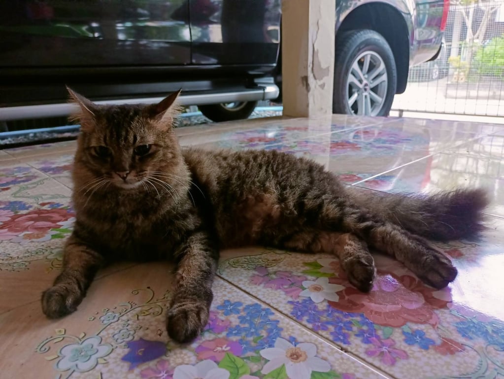 ตามหาเจ้าของแมว เหมือนเมนคูน คุ้นคน