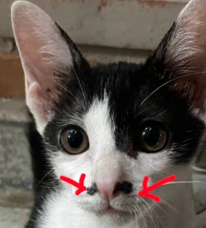 คุมิ