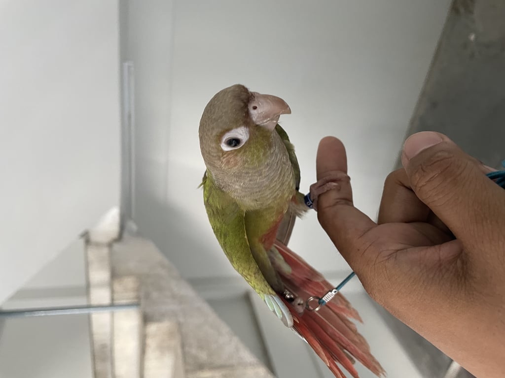 ตามหาเจ้าของนก แฟลตทหาร พล.ปตอ.