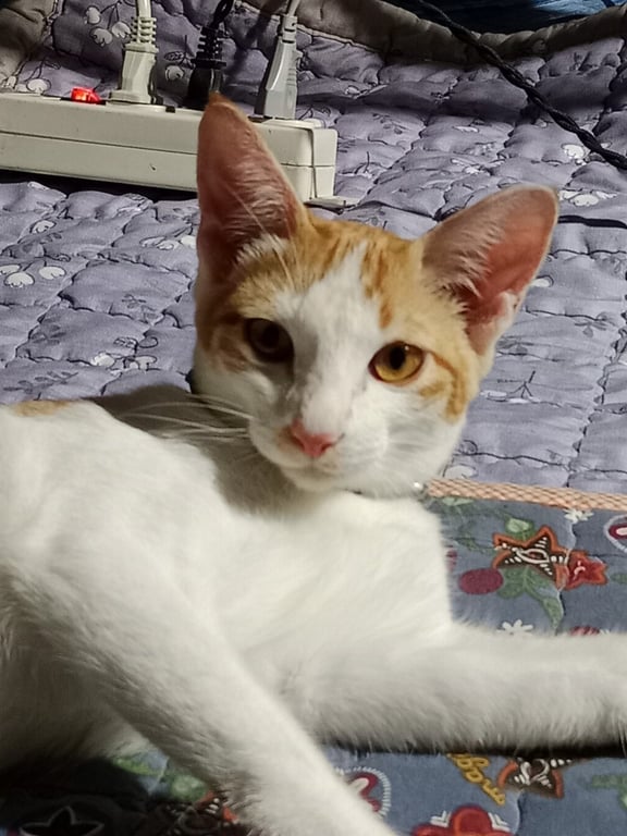 เฮงเฮง