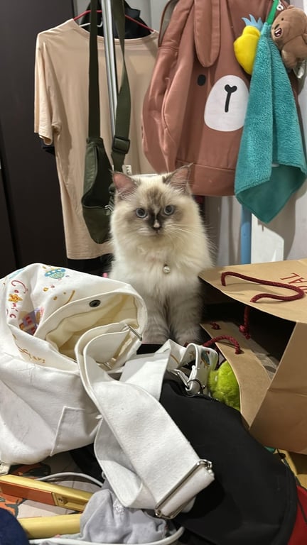 น้องปุกปุย