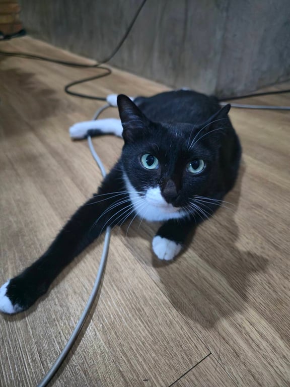 เหมียว