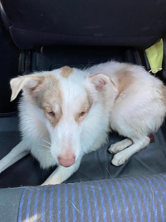 ตามหาเจ้าของหมา พึ่งผ่านการทำหมัน สุขภาพดี อายุประมาณ 1 ปีขึ้นไป